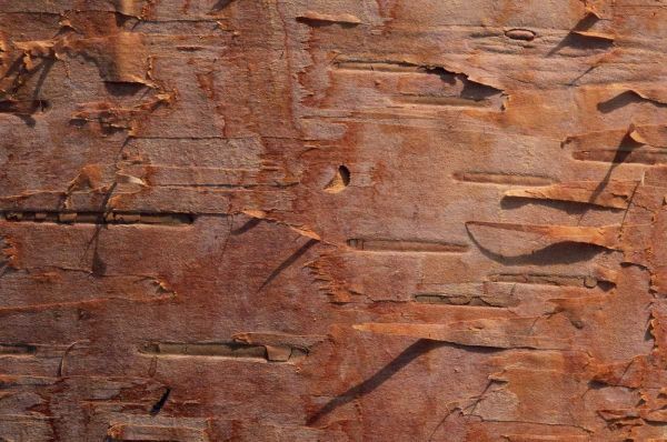 USA, Vermont Birch bark close-up